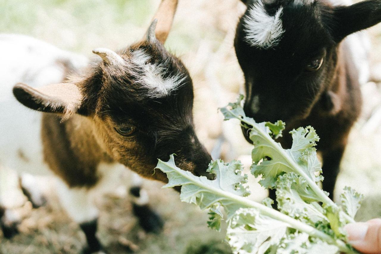 Águas de Moura Humus Farm 빌라 외부 사진